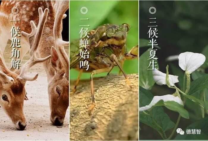关于物候的知识