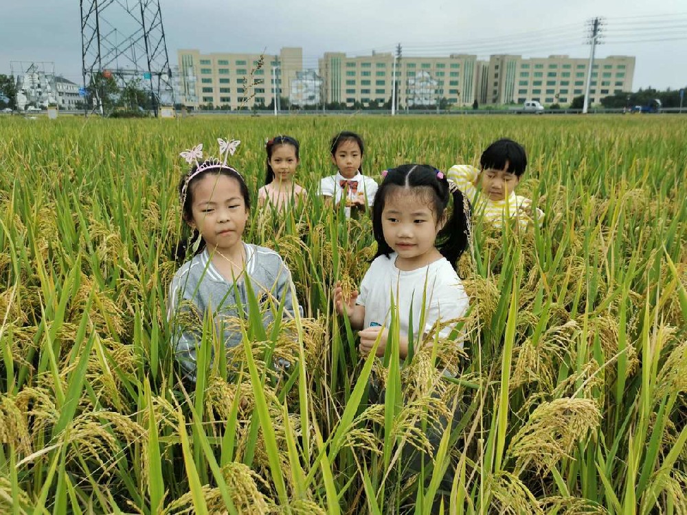 第三部分研习内容:蚕变成蛾的过程